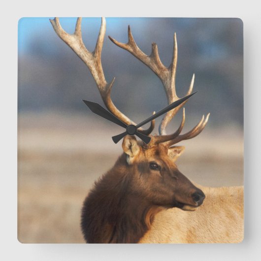 素晴らしい雄牛のオオシカのポートレート スクエア壁時計 (正面)