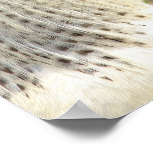 素晴らしい雄鶏 ポスター (角)