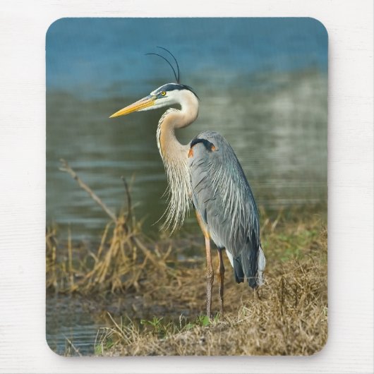 素晴らしい青鷲の鳥のマウスパッド マウスパッド (正面)