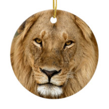 素晴らしい鬣を搭載するライオン