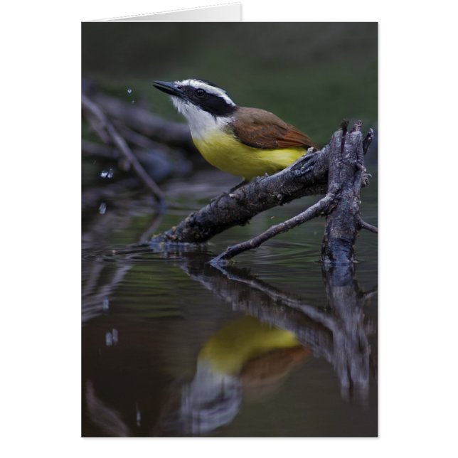 素晴らしいKiskadee (Pitangusのsulphuratus) (正面)