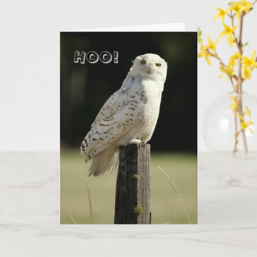 素晴らしいSnowy白のフクロウ、あなたの考えること カード (黄色い花)