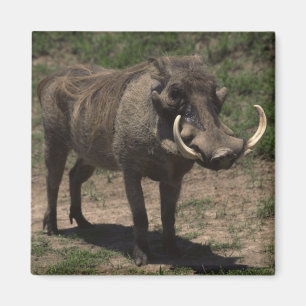 素晴らしいWarthog マグネット
