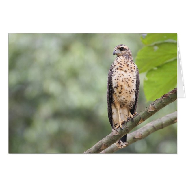 素晴らしく黒いタカ (正面横)