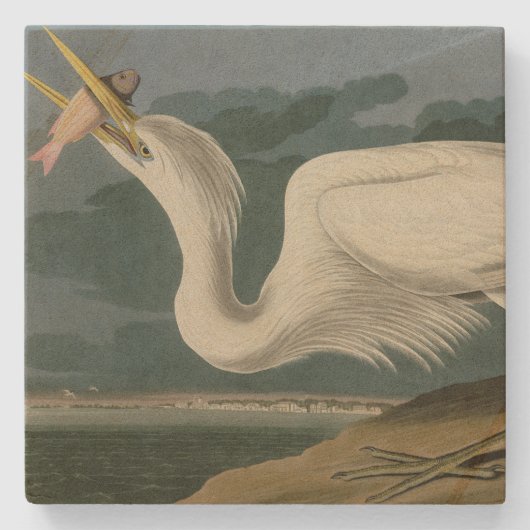 素晴らしアメリカのオードボンの鳥から来た白いヘロン ストーンコースター (正面)