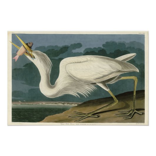 素晴らしアメリカのオードボンの鳥から来た白いヘロン フォトプリント            (正面)