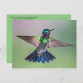 素晴らしコスタ飛んでいるリカのハミングバード ポストカード (正面/裏面)