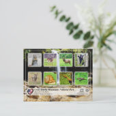 素晴らしスモーク山脈の国立公園 – 動物 ポストカード (スタンド正面)