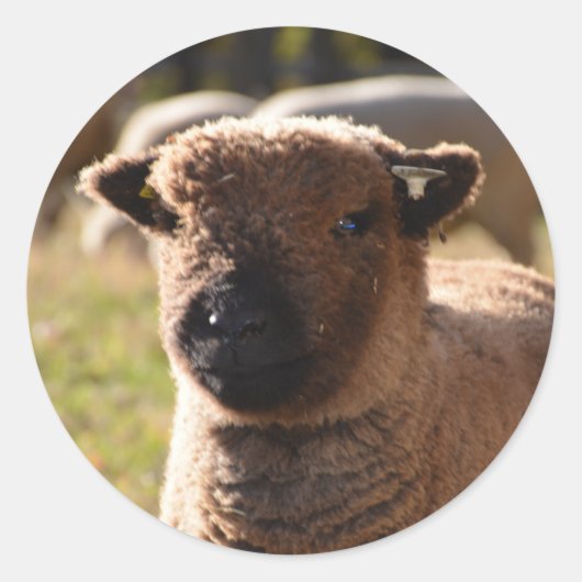 素晴らしバビドールサウスダウンエウラム ラウンドシール (正面)