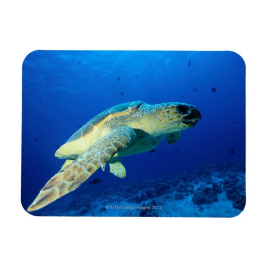 素晴らしバリアリーフ（オーストラリア） 2 マグネット (横)