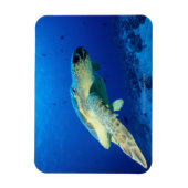 素晴らしバリアリーフ（オーストラリア） 2 マグネット (縦)