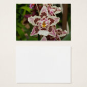 素晴らしファレノプシス (正面&裏面)