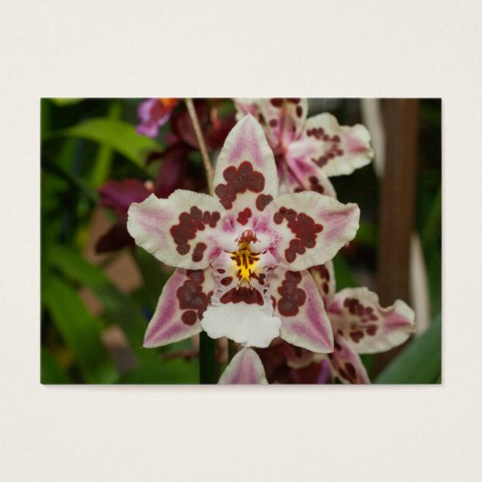 素晴らしファレノプシス (正面)