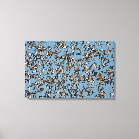 素晴らし冬鴨 キャンバスプリント (正面)