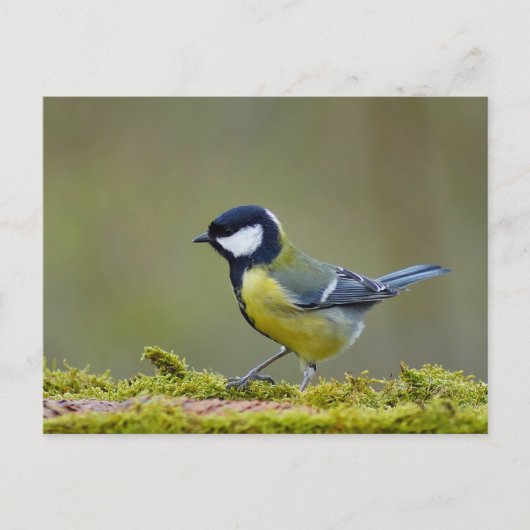 素晴らし小鳥 ポストカード (正面)