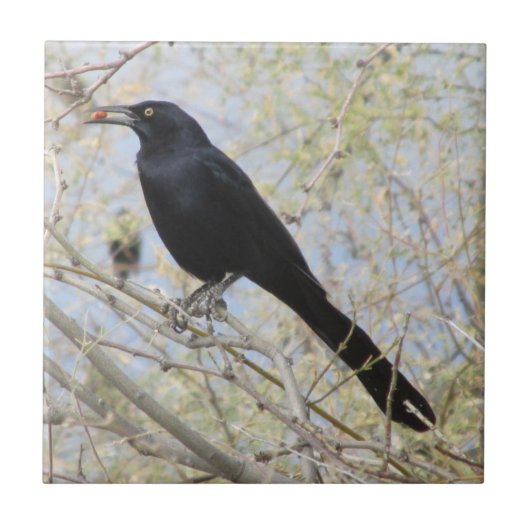 素晴らし後につかれたGrackle タイル (正面)