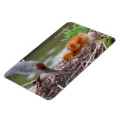 素晴らし草鶴 マグネット (左側)