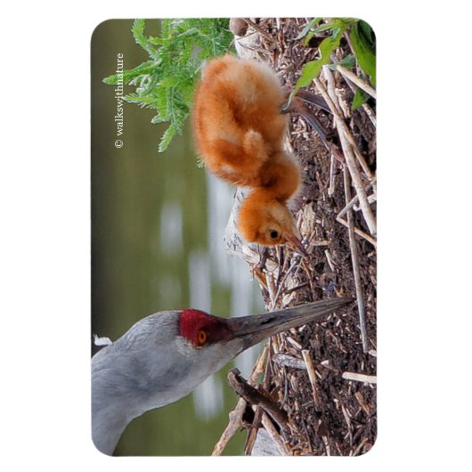 素晴らし草鶴 マグネット (縦)