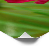 素晴らし赤と白Cosmosフラワーポスター ポスター (コーナー)