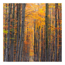 素晴らし金ゴールド秋の森