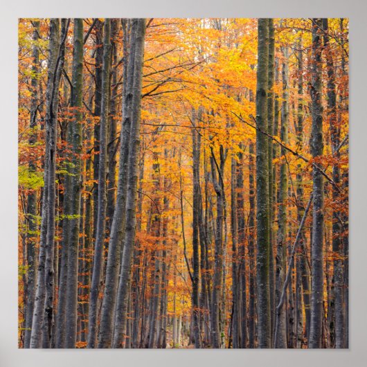 素晴らし金ゴールド秋の森 ポスター (正面)