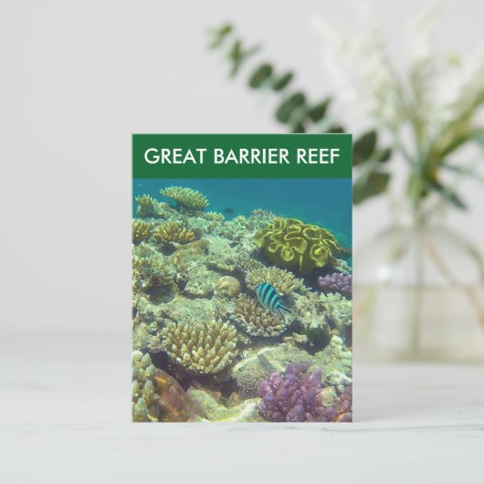 素晴らし魚 ポストカード (スタンド正面)