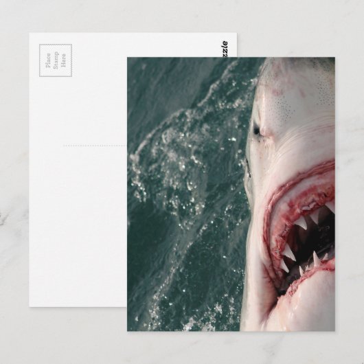 素晴らし鮫 ポストカード (正面/裏面)