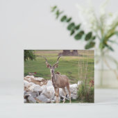 素晴らし-6 ポストカード (スタンド正面)