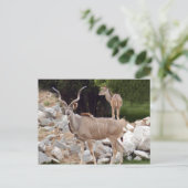 素晴らし-kudu-10 ポストカード (スタンド正面)