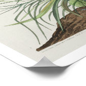 素晴らしAudubon PosterによるGodwitの驚異 ポスター (角)