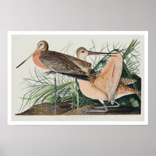 素晴らしAudubon PosterによるGodwitの驚異 ポスター