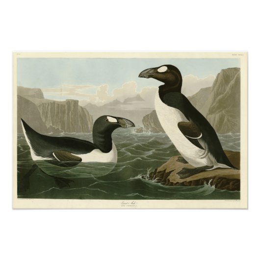 素晴らしAuk - John James Audubon's Birds of America フォトプリント (正面)