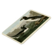 素晴らしAuk - John James Audubon's Birds of America マグネット (左側)