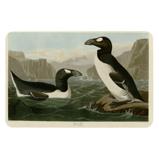 素晴らしAuk - John James Audubon's Birds of America マグネット (横)