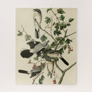 素晴らしCinerous Shrike - Audubon Birds of America ジグソーパズル