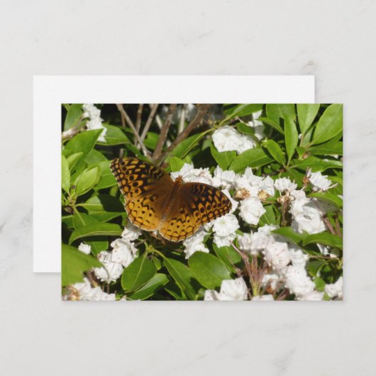 素晴らしMountain LaurelのSpangled Fritillery (正面/裏面)