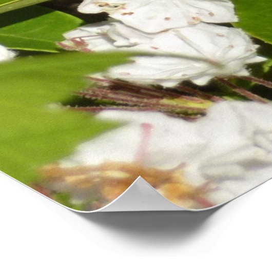 素晴らしMountain LaurelのSpangled Fritillery ポスター (角)