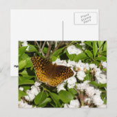素晴らしMountain LaurelのSpangled Fritillery ポストカード (正面/裏面)