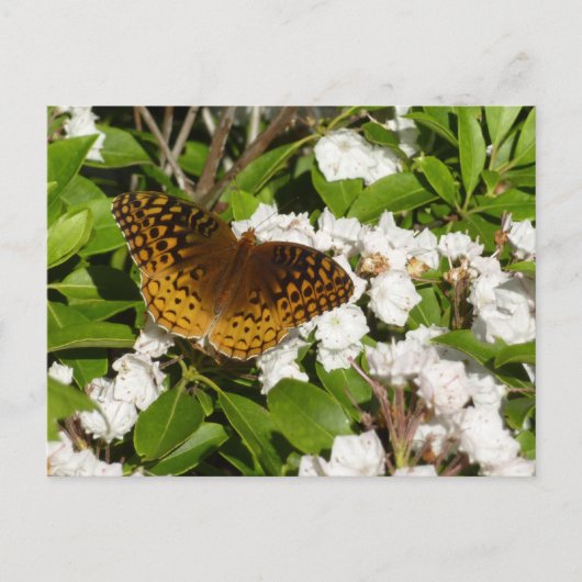 素晴らしMountain LaurelのSpangled Fritillery ポストカード (正面)