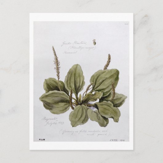 素晴らしPlantain色彩の鮮やか at Bayswater, July 24 ポストカード (正面)