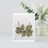 素晴らしPlantain色彩の鮮やか at Bayswater, July 24 ポストカード (スタンド正面)