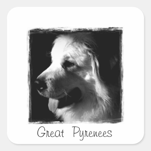素晴らしPyrenees Black and White Photo products スクエアシール (正面)