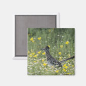 素晴らしRoadrunner, Geococcyx californianus, マグネット (正面/裏面)