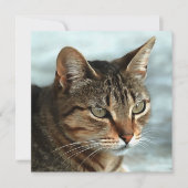 素晴らしTabby Catクローズアップ芸術的ポートレート シーズンカード (正面)