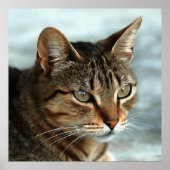 素晴らしTabby Catクローズアップ芸術的ポートレート ポスター (正面)