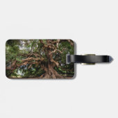 素朴で古いオリーブ ラゲッジタグ (裏面横)