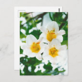 素朴なホワイトユリ - Lilium candidum ポストカード (正面/裏面)