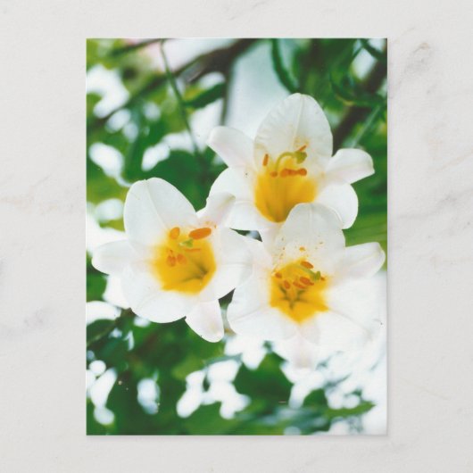 素朴なホワイトユリ - Lilium candidum ポストカード (正面)