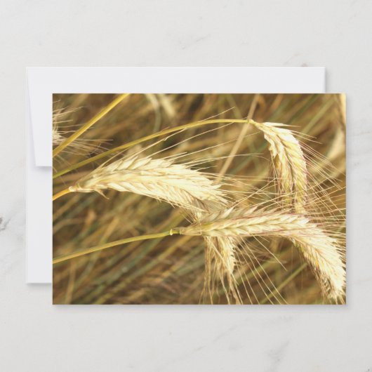 素朴な国の小麦畑の農場の結婚式招待状 招待状 (裏面)