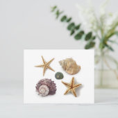 素朴な沿岸ビーチシックなシーシェルヒトデ ポストカード (スタンド正面)
